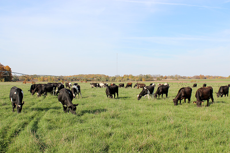 Milking Parlor
